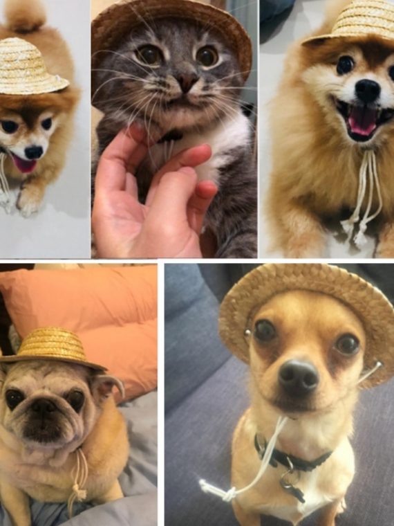 Cute Sun dog Cap